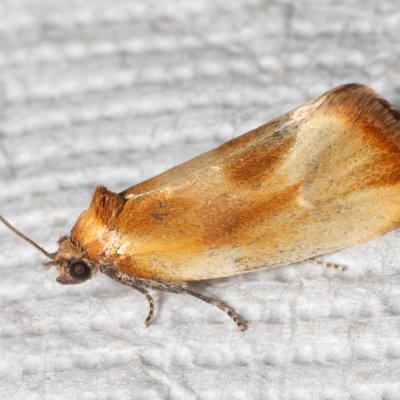 Eulia ministrana (obaleč stínovaný), Podkomorské lesy, Kopeček