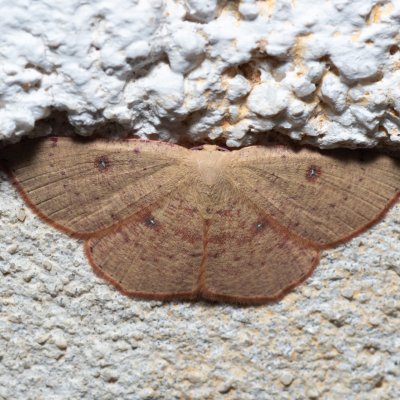 Cyclophora puppillaria (očkovec očkovaný), HR, Jablanac