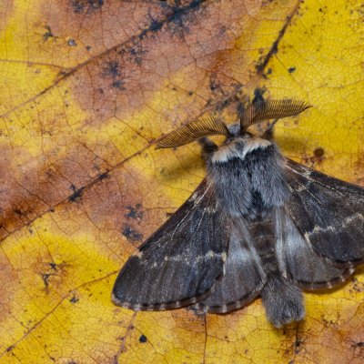 Poecilocampa populi (bourovec topolový), Žebětín