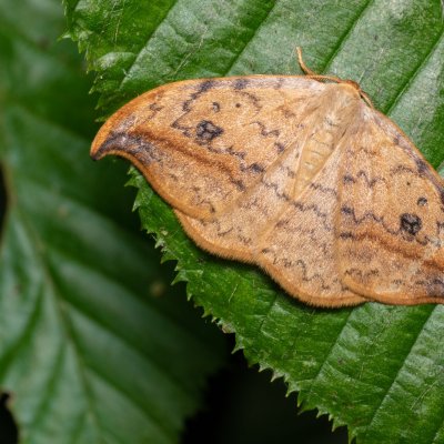 Drepana falcataria (srpokřídlec vrbový), Augšperský potok