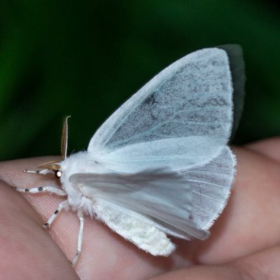 Arctornis l-nigrum (bekyně černé L), PP Augšperský potok