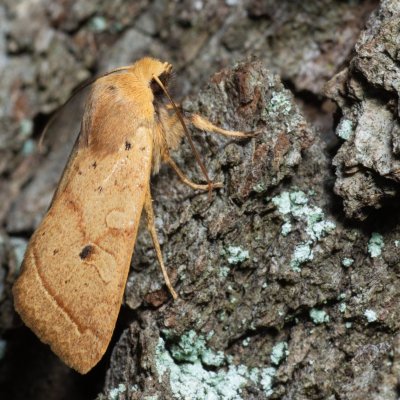 Agrochola macilenta (polnice buková), Kamenný vrch