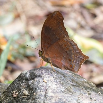 Terinos atlita (-), TH, Khao Sok