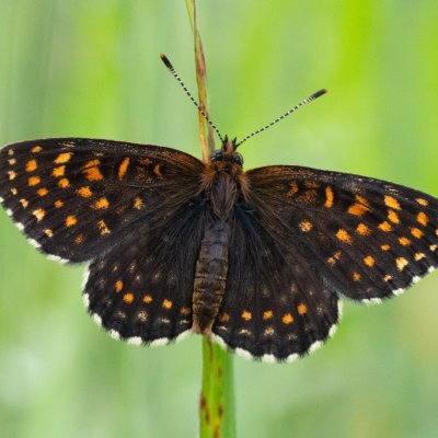Melitaea diamina (hnědásek rozrazilový), SK, Štôla