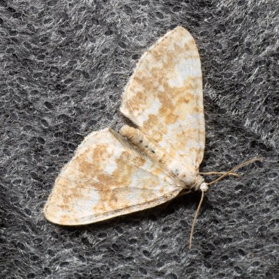 Perizoma flavofasciata (píďalka žlutopásná), Augšperský potok