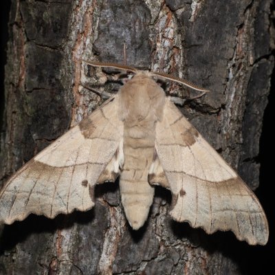 Marumba quercus (lišaj dubový), PR Svatý kopeček