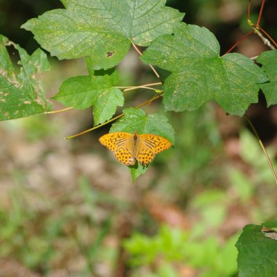 Argynnis paphia (perleťovec stříbropásek), PP Augšperský potok