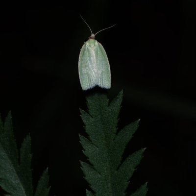 Tortrix viridana (obaleč dubový), Kývalka