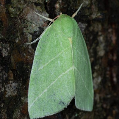 Bena bicolorana (zeleněnka dubová), Helenčina studánka