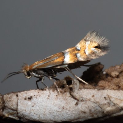 Phyllonorycter ulmifoliella (-), Henčov
