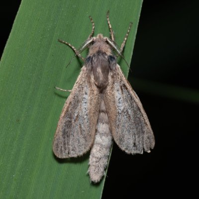 Phragmataecia castanea (drvopleň rákosový), Hrabětice