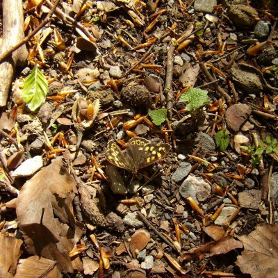 Pararge aegeria (okáč pýrový), Křtiny