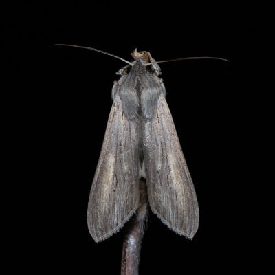 Cucullia umbratica (kukléřka mléčová), NPP Stránská skála