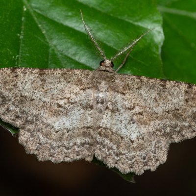 Hypomecis punctinalis (různorožec ovocný), Augšperský potok