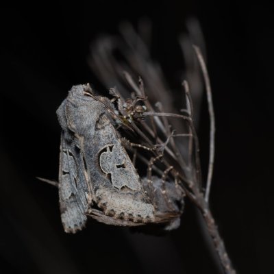 Perigrapha i-cinctum (můra ozdobná), PP Člupy