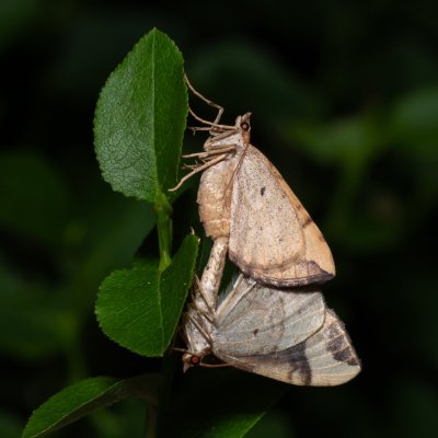 Eulithis populata (píďalka osiková), NPR Radostínské rašeliniště
