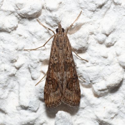 Nomophila noctuella (zavíječ stěhovavý), HR, Jablanac