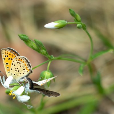 Lycaena tityrus (ohniváček černoskvrnný), Přírodní park Rakovecké údolí