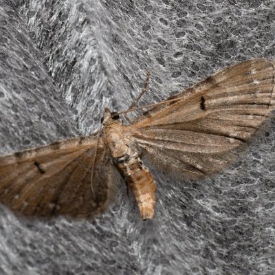 Eupithecia sp., SK, Štôla