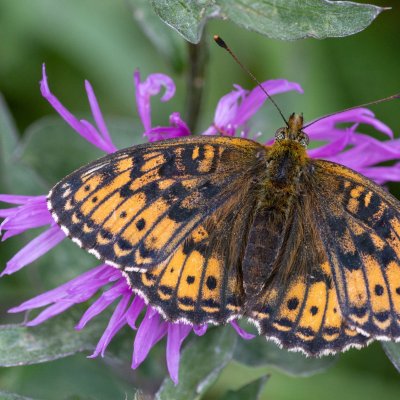 Brenthis ino (perleťovec kopřivový), SK, Štôla