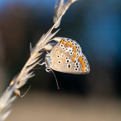 Aricia agestis (modrásek tmavohnědý), Žebětín