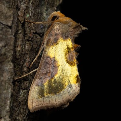 Diachrysia stenochrysis (kovolesklec podvojný), Augšperský potok