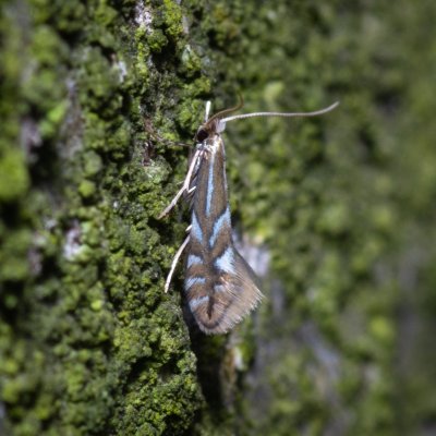 Phyllonorycter sp., Kývalka