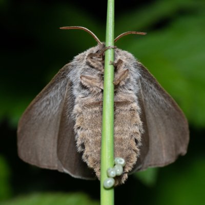 Macrothylacia rubi (bourovec ostružiníkový), Kývalka
