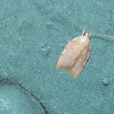 Carcina quercana (krásněnka dlouhorohá), Kývalka