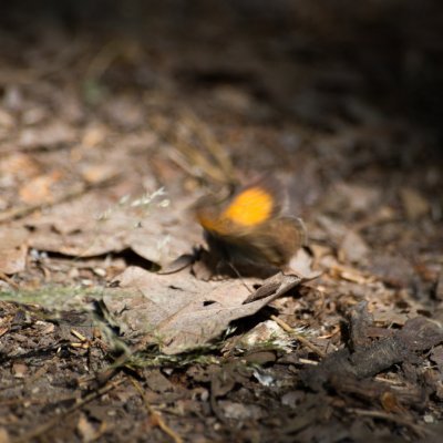 Coenonympha arcania (okáč strdivkový), Sealsfieldův kámen