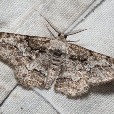 Synopsia sociaria (různorožec janovcový), PP Skalky u Sedlece