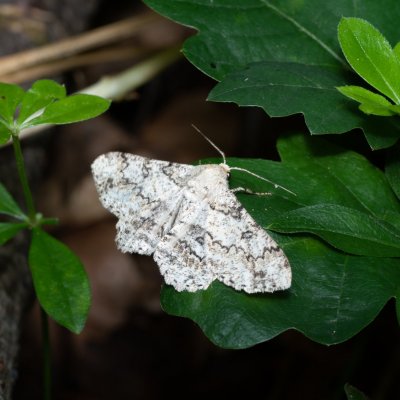 Ascotis selenaria (různorožec pelyňkový), Žebětín