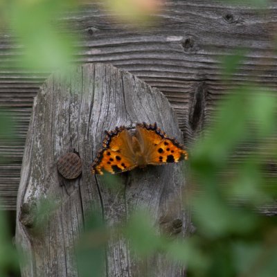 Nymphalis polychloros (babočka jilmová), Dukovany