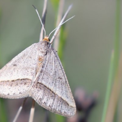 Isturgia arenacearia (kropenatec čičorkový), Čebínský kopec