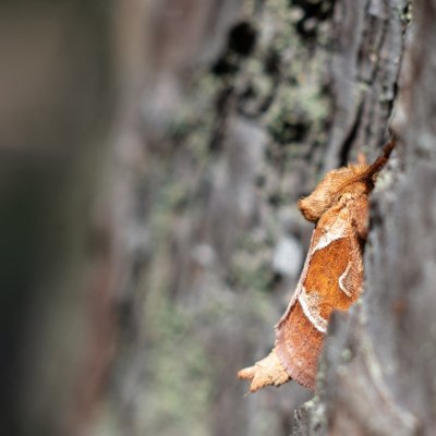 Triodia sylvina (hrotnokřídlec salátový), Žebětín