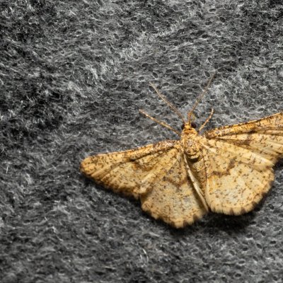 Heliomata glarearia (kropenatec žlutavý), Hády - Ruženin lom