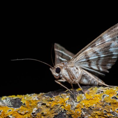 Grammodes stolida (hnědopáska jižní), pískovna u Mušlova