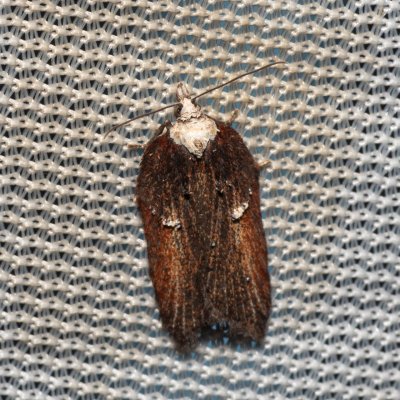 Acleris cristana (-), Henčov