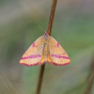 Lythria cruentaria (rudopásník menší), PR Biskoupský kopec