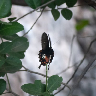 Papilio polytes (-), TH, Railay
