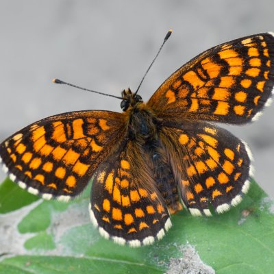 Melitaea athalia (hnědásek jitrocelový), NS Bučín