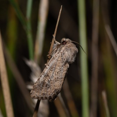 Luperina testacea (travařka hlínožlutá), PR Kamenný vrch