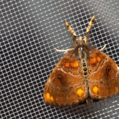 Clethrogyna turbata (-), TH, Khao Sok