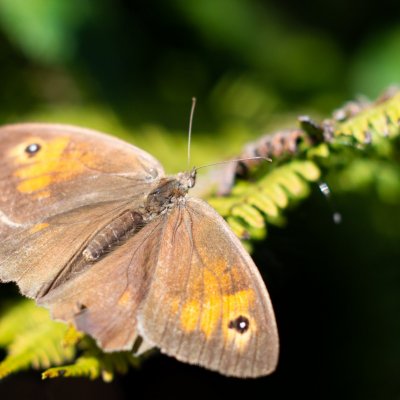 Maniola jurtina (okáč luční), Velký Javorník