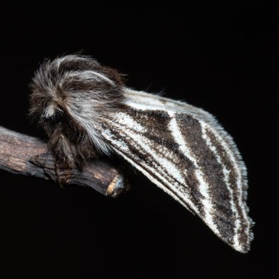 Lycia zonaria (drsnokřídlec bělopásný), PP Člupy