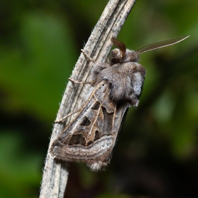 Episema glaucina (jasnobarvec západní), PP Milovická stráň