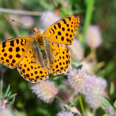 Issoria lathonia (perleťovec malý), PR Kamenný vrch
