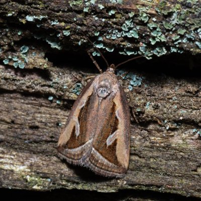 Deltote uncula (světlopáska bahenní), NPR Radostínské rašeliniště