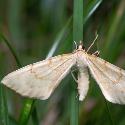 Eulithis pyraliata (píďalka mařinková), Kývalka