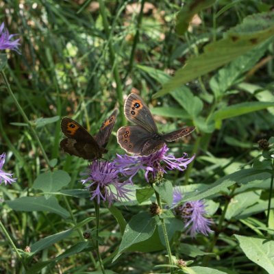 Erebia aethiops (okáč kluběnkový), SLO, Mostnica Gorge